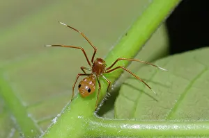 January: Ant-mimic Crab Spider