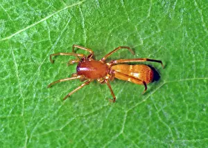Mimics: Ant mimic Spider