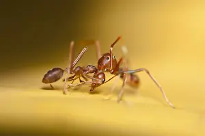 Oecophylla: Ant Mimic Spider - killing Asian Weaver Ant (Oecophylla