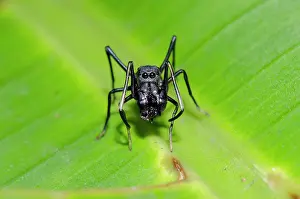 250521: Ant-mimic Spider on leaf - Klungkung, Bali, Indonesia