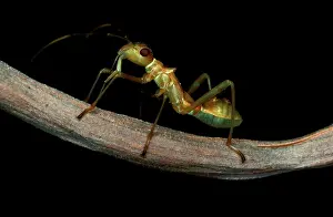 Mimicking: An ant-mimicking 'bugI - found in weaver antsI