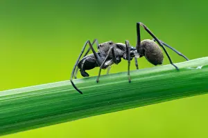 Myrmarachne: Ant-mimicking Jumping Spider (Myrmarachne maxillosa)