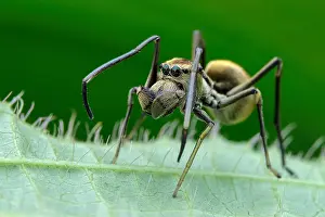 Salticidae: Ant-mimicking Jumping Spider (Myrmarachne maxillosa)