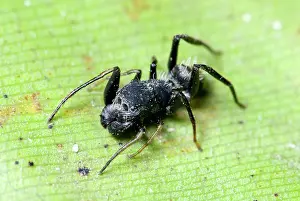 Camponotus: Ant-mimicking spider resembling Camponotus ant