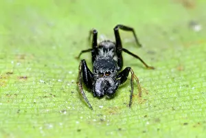 Camponotus: Ant-mimicking spider resembling Camponotus ant