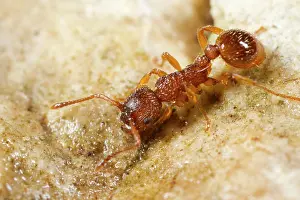 Worker: Ant (Myrmica sabuleti) adult worker, Causse de Gramat