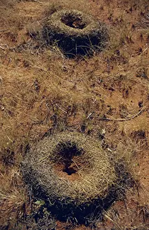 Ants: Ant Nest, Central Australia