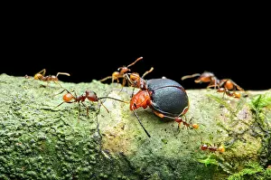 Attacks: Ant (Pheidole sp.), worker attacking a fungus beetle