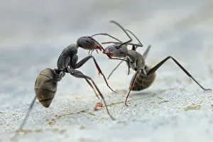 Pulling: One ant pulling another ant's antenna (Dolichoderus