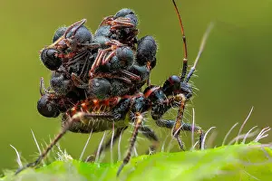 Heteroptera: Ant snatching assassin bug (Acanthaspis petax) carrying
