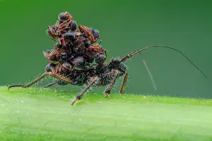 Heteroptera: Ant snatching assassin bug (Acanthaspis petax) carrying