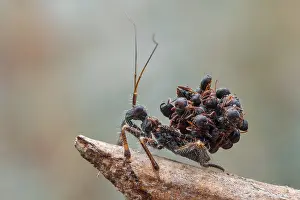 Vespoidea: Ant-Snatching Assassin Bug (Reduviidae - Acanthaspis