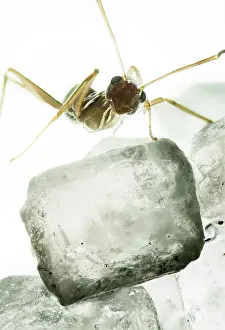 Photomicrography: Ant standing on a crystal of sugar
