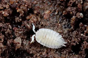 Groningen: Ant Woodlouse