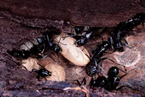 Camponotus: Ant - workers with its larvas cocoons