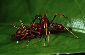 Ants: ANT - X 2 FIGHTING