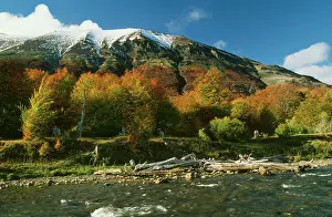 Fuego: Antarctic Beech & Andes Tierre Del Fuego Ushuaia area