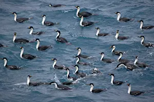 Scotia: Antarctic (blue-eyed) Shag (Phalacrocroax