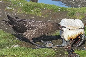 Catharacta: Antarctic Brown Skua - eating a Chinstrap Penguin