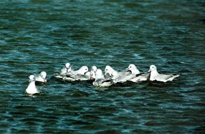 Fulmars: Antarctic Fulmars