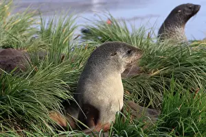 Kerguelen: Antarctic Fur Seal