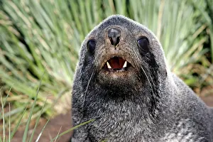 Kerguelen: Antarctic Fur Seal