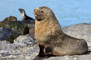 Kerguelen: Antarctic Fur Seal