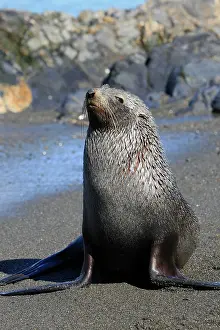 Kerguelen: Antarctic Fur Seal