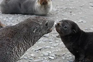Kerguelen: Antarctic Fur Seal