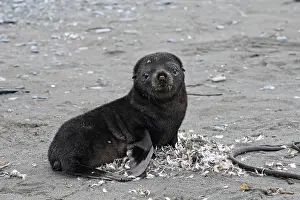 Kerguelen: Antarctic Fur Seal