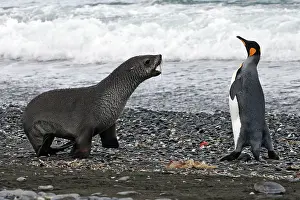 Attacked: Antarctic Fur Seal