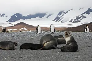 Kerguelen: Antarctic Fur Seal