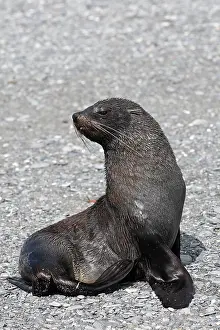 Kerguelen: Antarctic Fur Seal