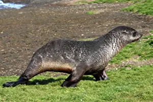 Kerguelen: Antarctic Fur Seal