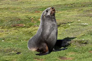 Kerguelen: Antarctic Fur Seal