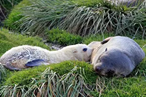 Kerguelen: Antarctic Fur Seal