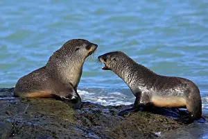 Kerguelen: Antarctic Fur Seal