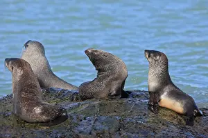 Kerguelen: Antarctic Fur Seal