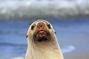 Kerguelen: Antarctic Fur Seal