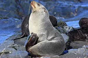 Kerguelen: Antarctic Fur Seal