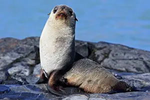 Kerguelen: Antarctic Fur Seal