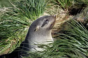 Kerguelen: Antarctic Fur Seal