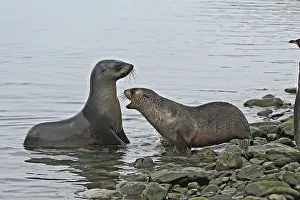 Kerguelen: Antarctic Fur Seal