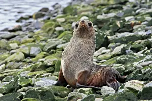 Kerguelen: Antarctic Fur Seal
