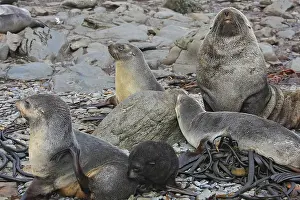 Kerguelen: Antarctic Fur Seal