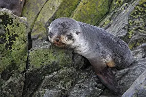 Eyes Closed: Antarctic Fur Seal