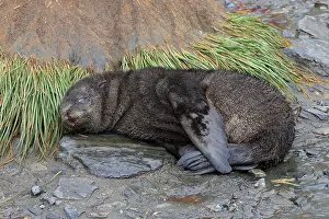 Eyes Closed: Antarctic Fur Seal