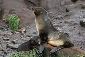 Kerguelen: Antarctic Fur Seal