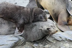 Kerguelen: Antarctic Fur Seal