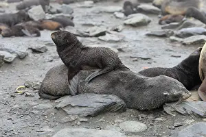 Kerguelen: Antarctic Fur Seal
